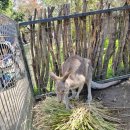 (주)화진관광여행사 | 시드니 블루마운틴 투어 추천 페더데일동물원 + 할인 예약 꿀팁