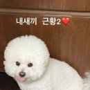 반려견 이미지
