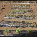 다미농원 이미지