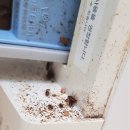 패스트블랙