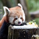 판다(PANDA)통신 이미지