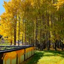 경주 도리마을 은행나무숲 이미지