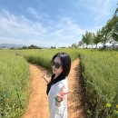 고창산들농장 | 폭삭 속았수다 그 유채밭 꽃 :: 고창 청보리밭 축제