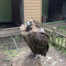 새애월 | 제주 애월 화조원 방문 솔직 후기, 새가 좋고 아이와함께 간다면 추천