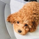 부천준동물병원 이미지