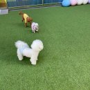 해뜨는댕 | [옥정 애견유치원] 시간제 이용 가능한, 해뜨는댕 내돈내산 후기