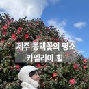 사계절아이스크림할인마켓 | 제주 동백꽃 명소 카멜리아힐 | 12월 개화시기, 입장료 할인 ,포토존 꿀팁