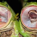 청개구리 이미지