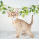도로시펫 강아지고양이 부산점 네이버블로그