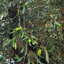 올리브나무 이미지