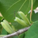 계수나무 이미지