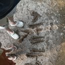 시냇가 하얀집 | 가평 계곡 바베큐 가능한 시냇가하얀집, 당일치기 물놀이 &amp; 샤워실 있는 곳 후기