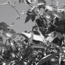 뎃생 수채화 이미지