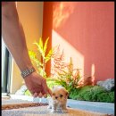 강아지,반하다 이미지