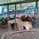 보신농장 이미지