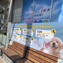 한성온누리약국 | [안양 박달 동물약국] 하트웜 파라캅 레볼루션 액티클라브 저렴하게 파는 곳!!!!