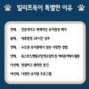 빌리프독 킨더가든 이미지
