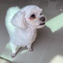 보미 펫 살롱 이미지