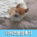 진보퍼피