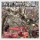낙동강변14 | 경남 가볼만한곳 2026 양산 원동 매화축제 일정 순매원 미나리 삼겹살 맛집 예경농원