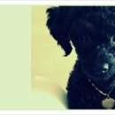 왈왈애견미용샵 이미지