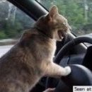 낭만고양이 이미지