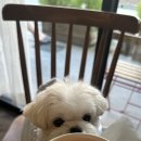 스윗사워솔트