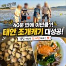 신두리 | 태안 신두리해수욕장 조개캐기 후기, 직접 캔 조개로 끓인 조개탕까지 [7월 태안여행 ②]