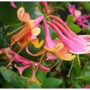 인동초민박 이미지