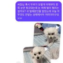 메모르드몽 이미지