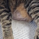 다솜고양이메디컬센터 금정점 이미지