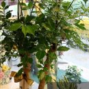 해피트리 이미지