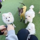 24시 강서 젠틀리동물의료센터 이미지