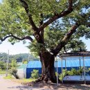 느티나무 이미지