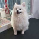 반하개 | 폼피츠 미용 가위컷 성대 애견미용 반하개