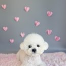 꿈꾸는 댕 이미지