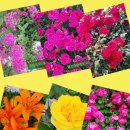 광복호민박 이미지