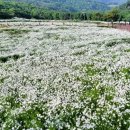 청옥산전망대 네이버블로그