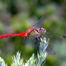 고추잠자리 이미지