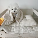 펫미픽미 | 요즘 최애공간이 된 [파미야 패밀리 침대]