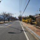 풍기홍삼찐빵