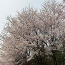 야심찬곱창어정역점 | 여유로운 주말, 어쩌다 구경한 벚꽃 그리고 김해사람
