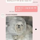 한남심장내과동물병원 이미지