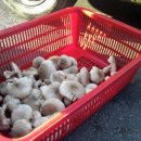 다모아민박 이미지