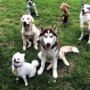 브리더독 이미지