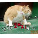 그루밍 - 전주시 덕진구 가재미로 26 | 그루밍