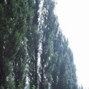 미루나무 이미지