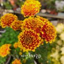 다알리아국화 세트 분재국화 세트 이미지