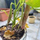 효준농장 이미지