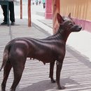 도그헤어 이미지